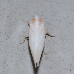 Neocenchrea heidemanni