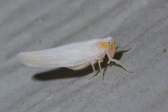 Neocenchrea heidemanni