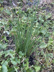 Allium vineale