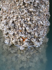 Molgula manhattensis