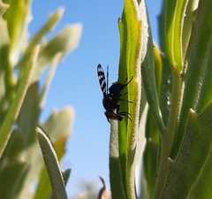 Pterotaenia fasciata