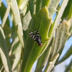 Pterotaenia fasciata