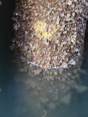 Molgula manhattensis