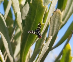 Pterotaenia fasciata