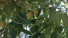 Juglans mollis