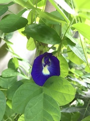 Clitoria ternatea