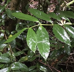 Laureliopsis philippiana