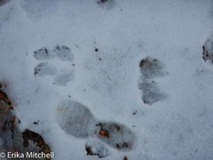 Sciurus carolinensis