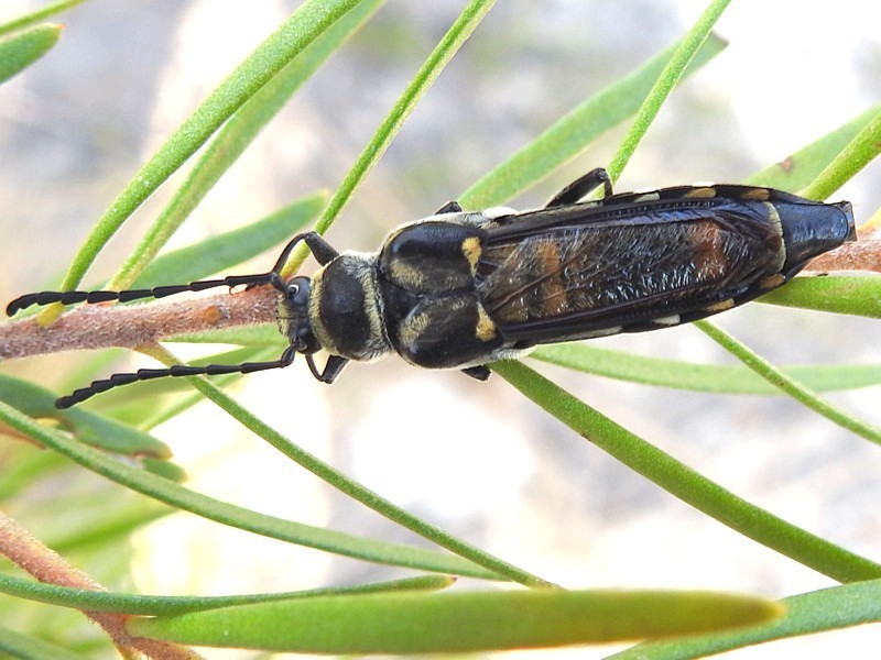 Hesthesis acutipennis