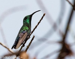 Green-Throated Carib photo 5