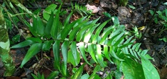 Adiantum lucidum
