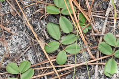 Tephrosia chrysophylla