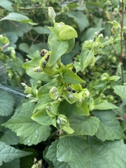 Angiospermae