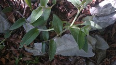 Tradescantia sillamontana