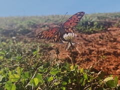 Dione vanillae