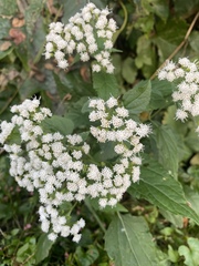Ageratina altissima