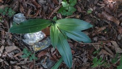 Sacoila lanceolata