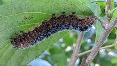 Acronicta hastulifera