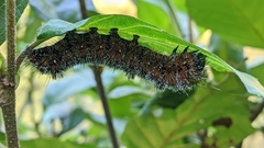 Acronicta hastulifera