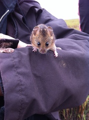 Salt-Marsh Harvest Mouse photo 2