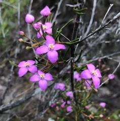 Boronia filifolia