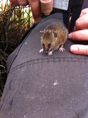 Salt-Marsh Harvest Mouse photo 4