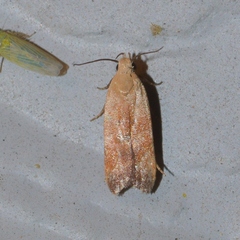 Anacampsis fullonella