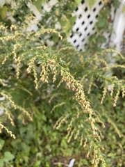 Artemisia vulgaris
