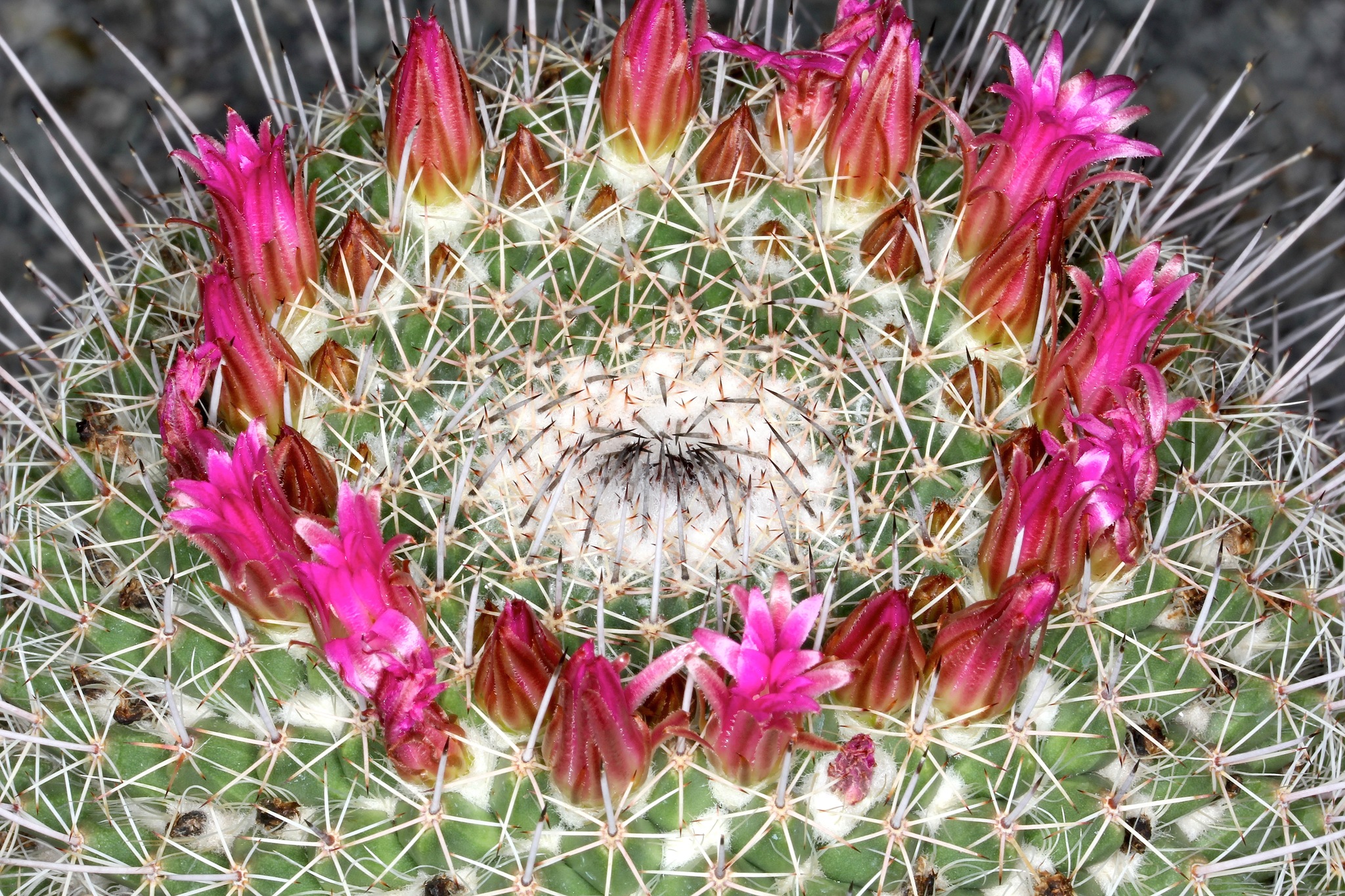 Mammillaria varieaculeata  iNaturalist