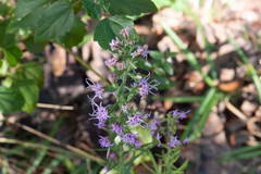 Liatris gracilis