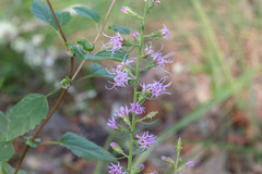 Liatris gracilis
