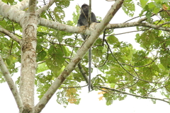 Trachypithecus cristatus