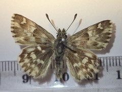 Muschampia lavatherae