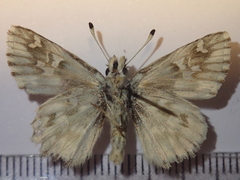 Muschampia lavatherae