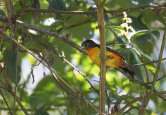 Ramphocelus flammigerus flammigerus