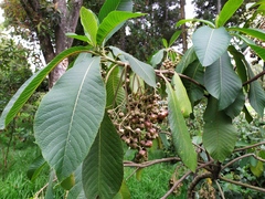 Saurauia ursina