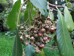 Saurauia ursina