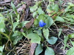 Commelina communis