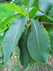 Saurauia ursina