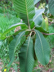 Saurauia ursina