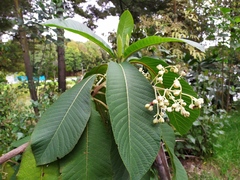 Saurauia ursina