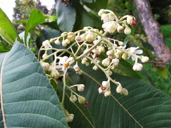 Saurauia ursina
