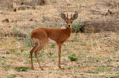 Raphicerus campestris steinhardti