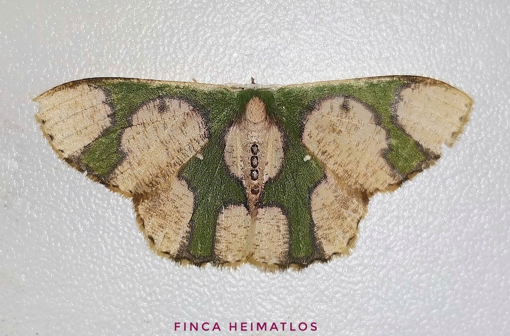 Oospila albicoma