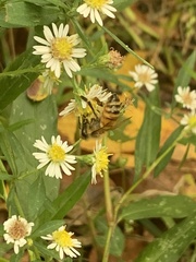 Apis mellifera