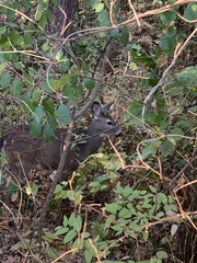 Odocoileus virginianus