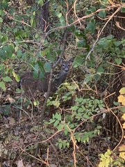Odocoileus virginianus