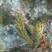 Purple Brush Gorgonian