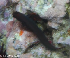 Ophioblennius macclurei