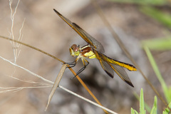 Libellula flavida